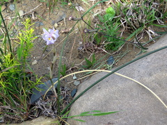 Moraea simulans