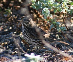 Passerculus sandwichensis beldingi