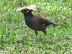 Acridotheres tristis