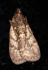 Hydrillodes funestalis