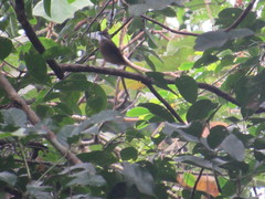 Alophoixus ochraceus