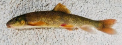 Catostomus columbianus