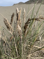 Poa macrantha