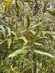 Salix sericea