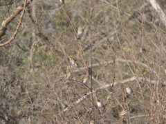 Euplectes hordeaceus