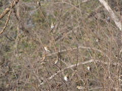 Euplectes hordeaceus