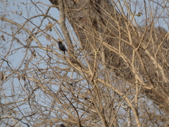 Melaenornis edolioides
