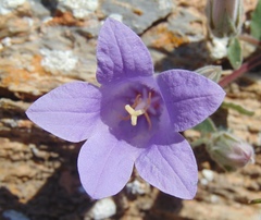 Campanula scopelia