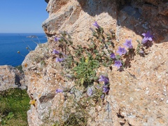 Campanula scopelia