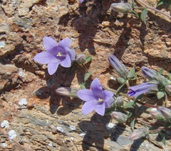 Campanula scopelia