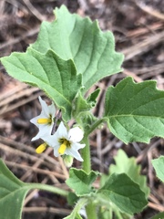 Solanum physalifolium