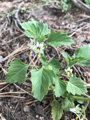 Solanum physalifolium