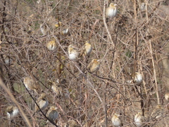 Euplectes hordeaceus