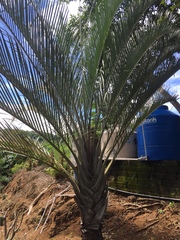 Dypsis decaryi