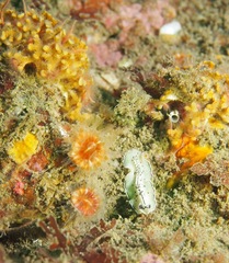 Pseudoceros montereyensis