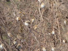 Euplectes hordeaceus