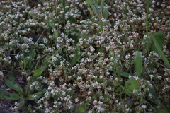 Adenogramma glomerata