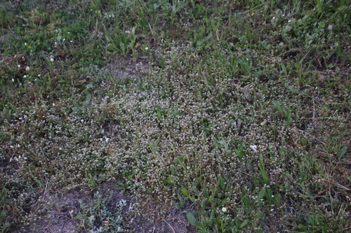 Image of Common Annual Muggiegrass (Adenogramma glomerata) by (c) Tony Rebelo, some rights reserved (CC BY-SA)