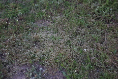 Adenogramma glomerata