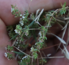 Adenogramma glomerata