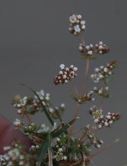 Adenogramma glomerata
