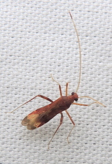 Paraxenetus guttulatus