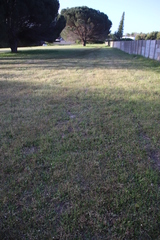 Adenogramma glomerata