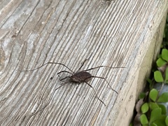 Hadrobunus maculosus