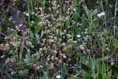 Adenogramma glomerata