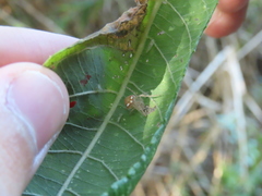 Araneus triguttatus