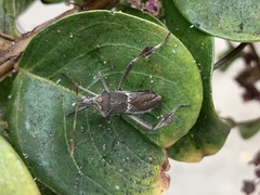 Leptoglossus zonatus