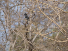 Melaenornis edolioides