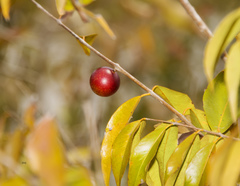 Myrciaria dubia