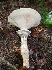 Catathelasma