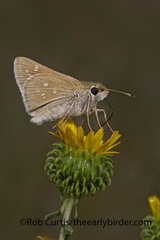 Hesperia leonardus pawnee