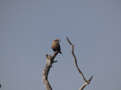 Coracias cyanogaster