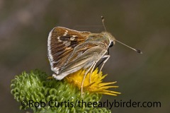 Hesperia leonardus pawnee