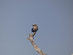 Coracias cyanogaster