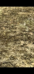 Pimephales notatus
