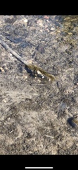 Pimephales notatus