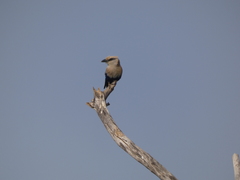 Coracias cyanogaster