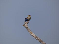 Coracias cyanogaster