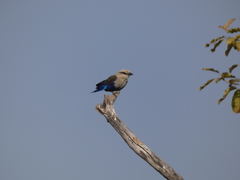 Coracias cyanogaster