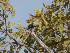 Coracias cyanogaster