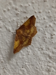 Antepione thisoaria