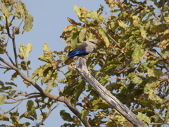 Coracias cyanogaster