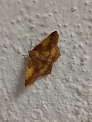 Antepione thisoaria