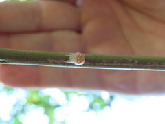 Araneus triguttatus