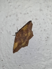 Antepione thisoaria