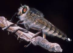 Promachus latitarsatus